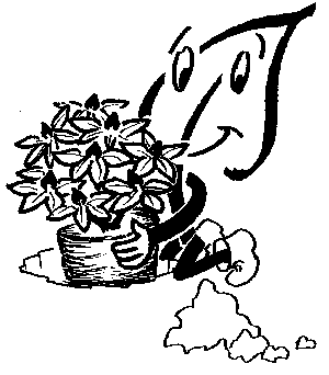 Rhododendren richtig pflanzen