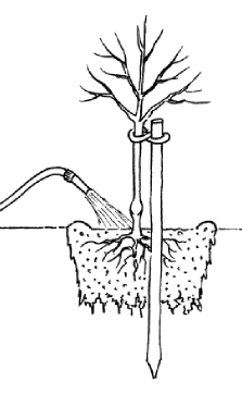 wurzelnackte Obstbäume pflanzen