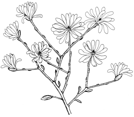 Frühjahrsgartenshow