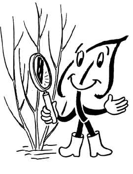 Gehölze mit schöner Rinde