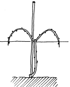 Weinreben, Erziehung