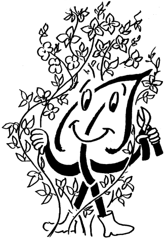 Clematis - Pflege und Schnitt