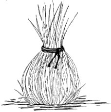 Winterschutz für Gräser