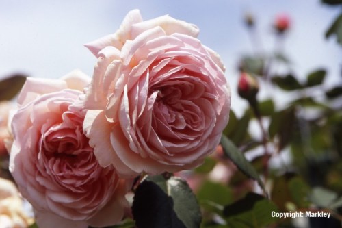 Rosa 'A Shropshire Lad' -R-
