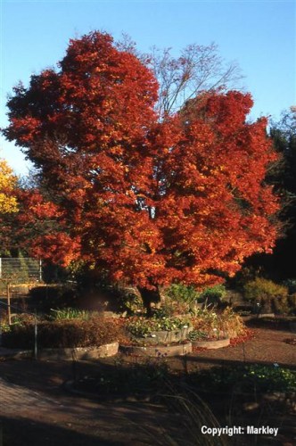 Acer palmatum