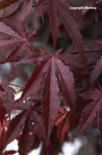 Acer palmatum 'Atropurpureum