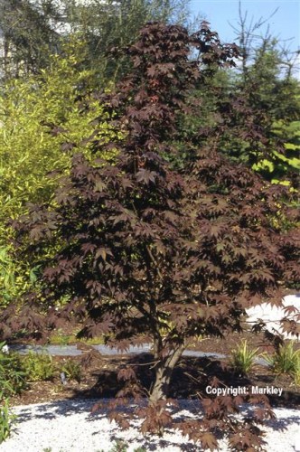 Acer palmatum 'Fireglow'