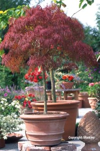 Acer palmatum 'Ornatum' ('Dissectum Atropurpureum')