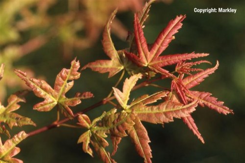 Acer palmatum 'Phoenix'