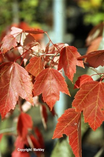 Acer rubrum