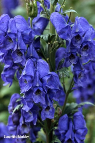 Aconitum carmichaelii 'Arendsii'