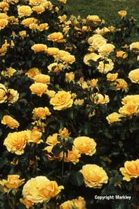 Rosa 'Amber Queen' -R-