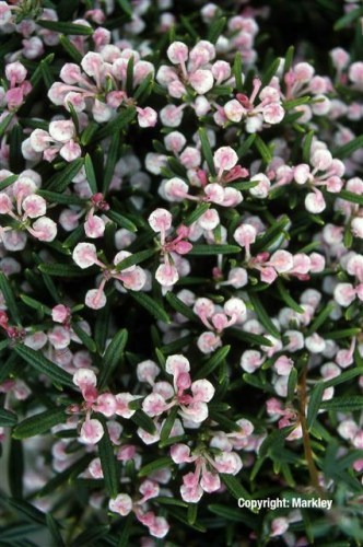 Andromeda polifolia 'Compacta'