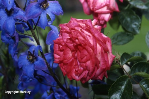 Rosa 'Antike 89' -R-