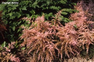 Astilbe glaberrima 'Sprite'