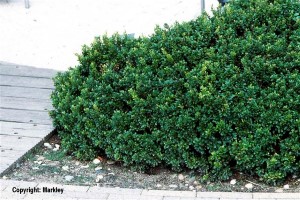 Berberis buxifolia 'Nana'