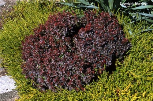 Berberis thunbergii 'Atropurpurea Nana'
