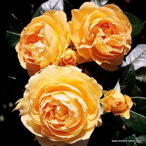 Rosa 'Bernstein-Rose' -R-