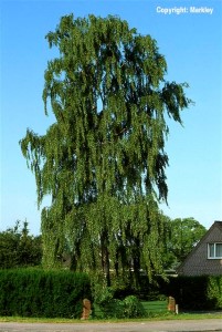 Betula pendula 'Tristis'