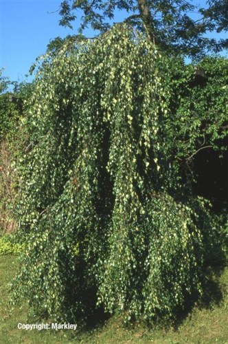 Betula pendula 'Youngii'