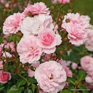 Rosa 'Bonica 82' -R-