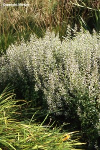 Calamintha nepeta ssp. nepeta