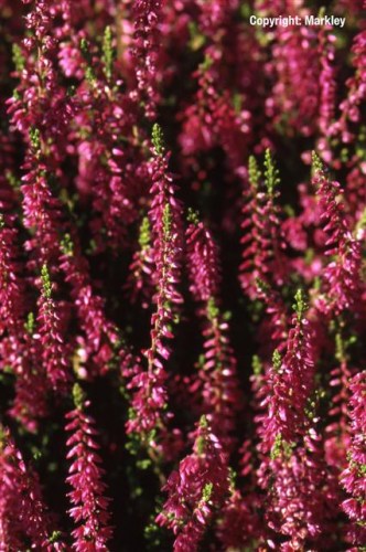 Calluna vulgaris 'Allegro'