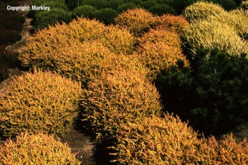 Calluna vulgaris 'Boskoop'