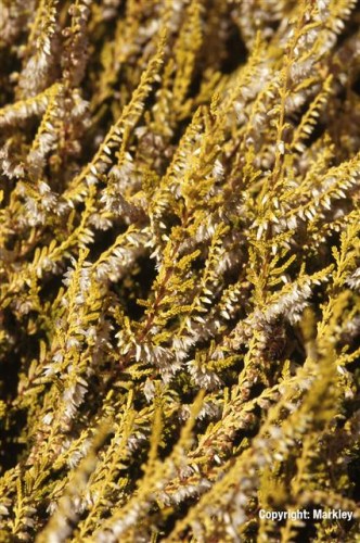 Calluna vulgaris 'Gold Haze'
