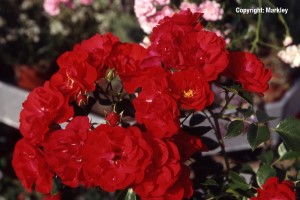 Rosa 'Canzonetta' -R-