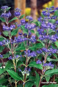 Caryopteris clandonensis 'Grand Bleu'