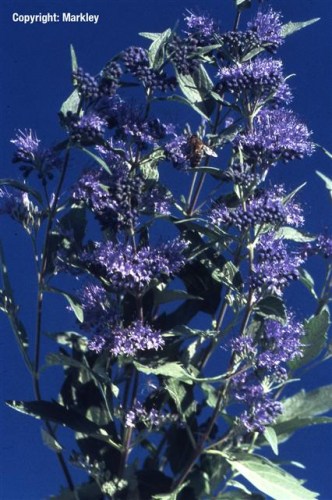 Caryopteris clandonensis 'Heavenly Blue'