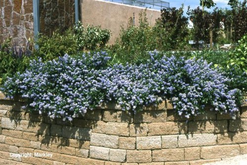 Ceanothus thyrsiflorus 'Repens'