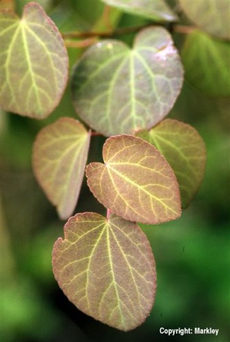 Cercidiphyllum japonicum