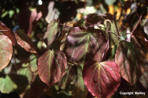 Cercis canadensis 'Forest Pansy'