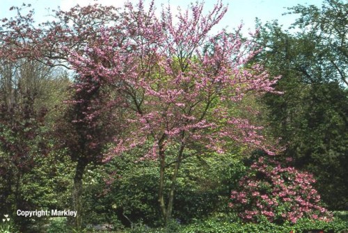 Cercis siliquastrum