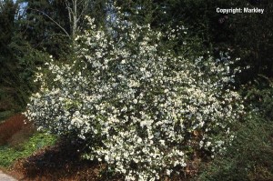 Chaenomeles speciosa 'Nivalis'