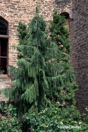 Chamaecyparis nootkatensis 'Pendula'