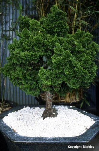 Chamaecyparis obtusa 'Nana Gracilis'