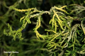 Chamaecyparis obtusa 'Tsatsumi Gold'