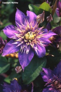 Clematis 'Multiblue'
