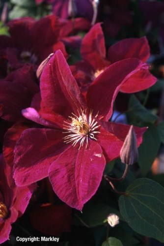 Clematis 'Rouge Cardinal'