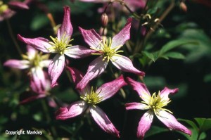 Clematis triternata 'Rubromarginata'