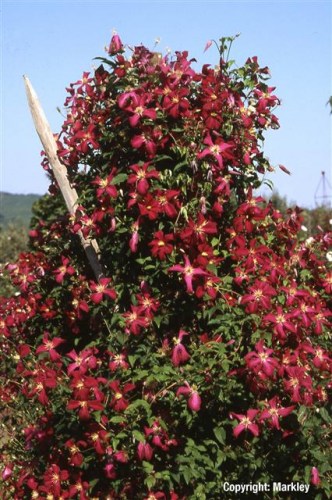Clematis viticella 'Madame Julia Correvon'