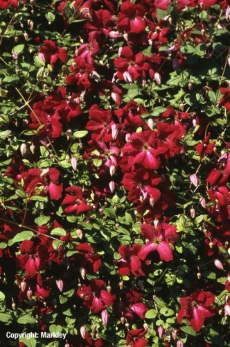 Clematis viticella 'Rubra'