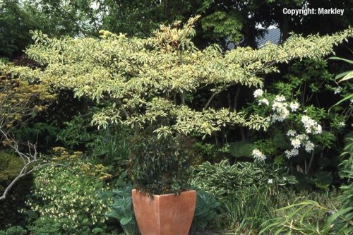 Cornus controversa Variegata