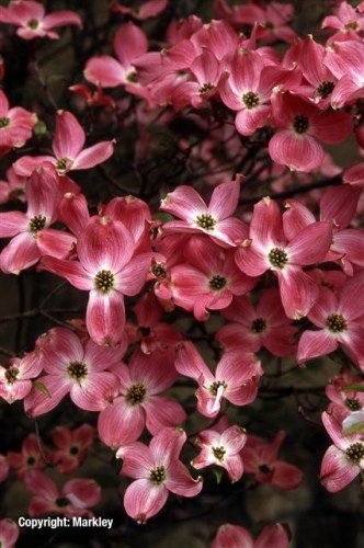 Cornus florida 'Rubra'