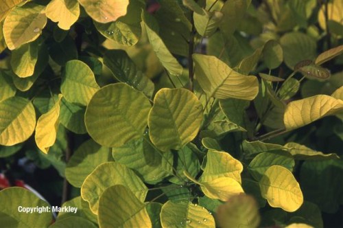 Cotinus coggygria 'Golden Spirit'