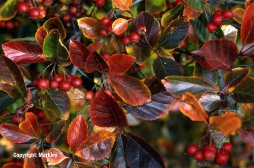 Crataegus prunifolia