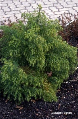 Cryptomeria japonica 'Elegans Viridis'